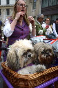 Dogs In Basket 2